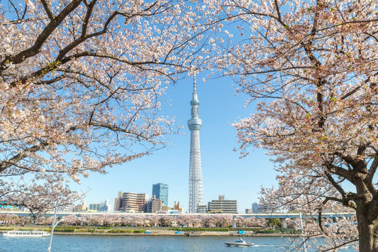 Tokyo Skytree framed by cherry blossoms along the Sumida River at Sumida Park